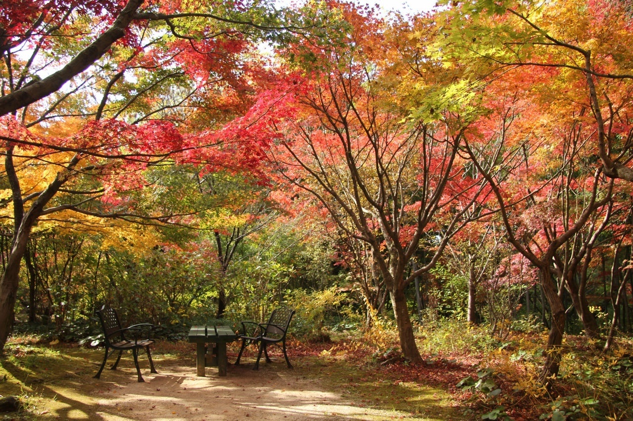 昼間の花公園の紅葉