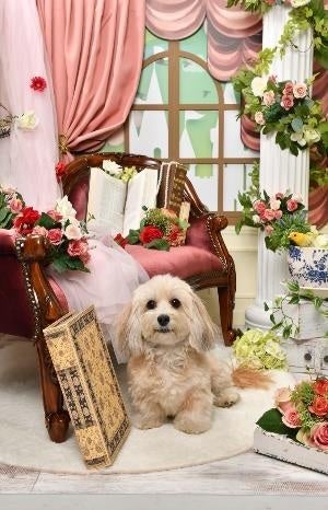 ▲オリジナル撮影セット(イメージ)