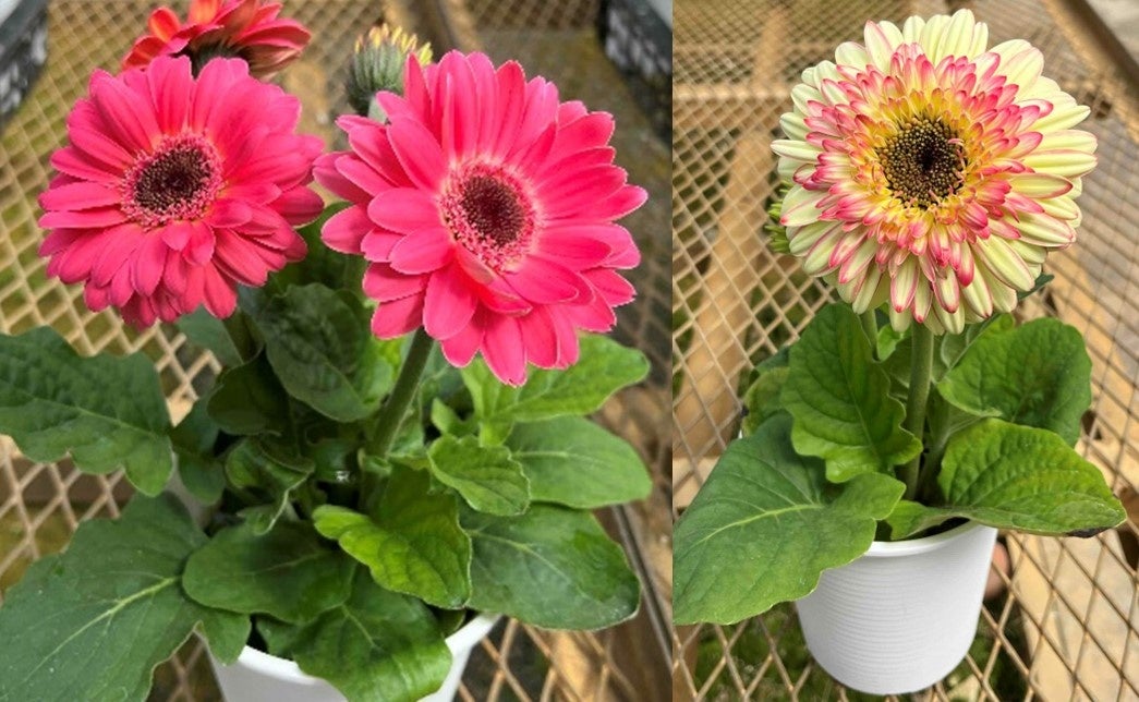 ガーベラ鉢植え イメージ