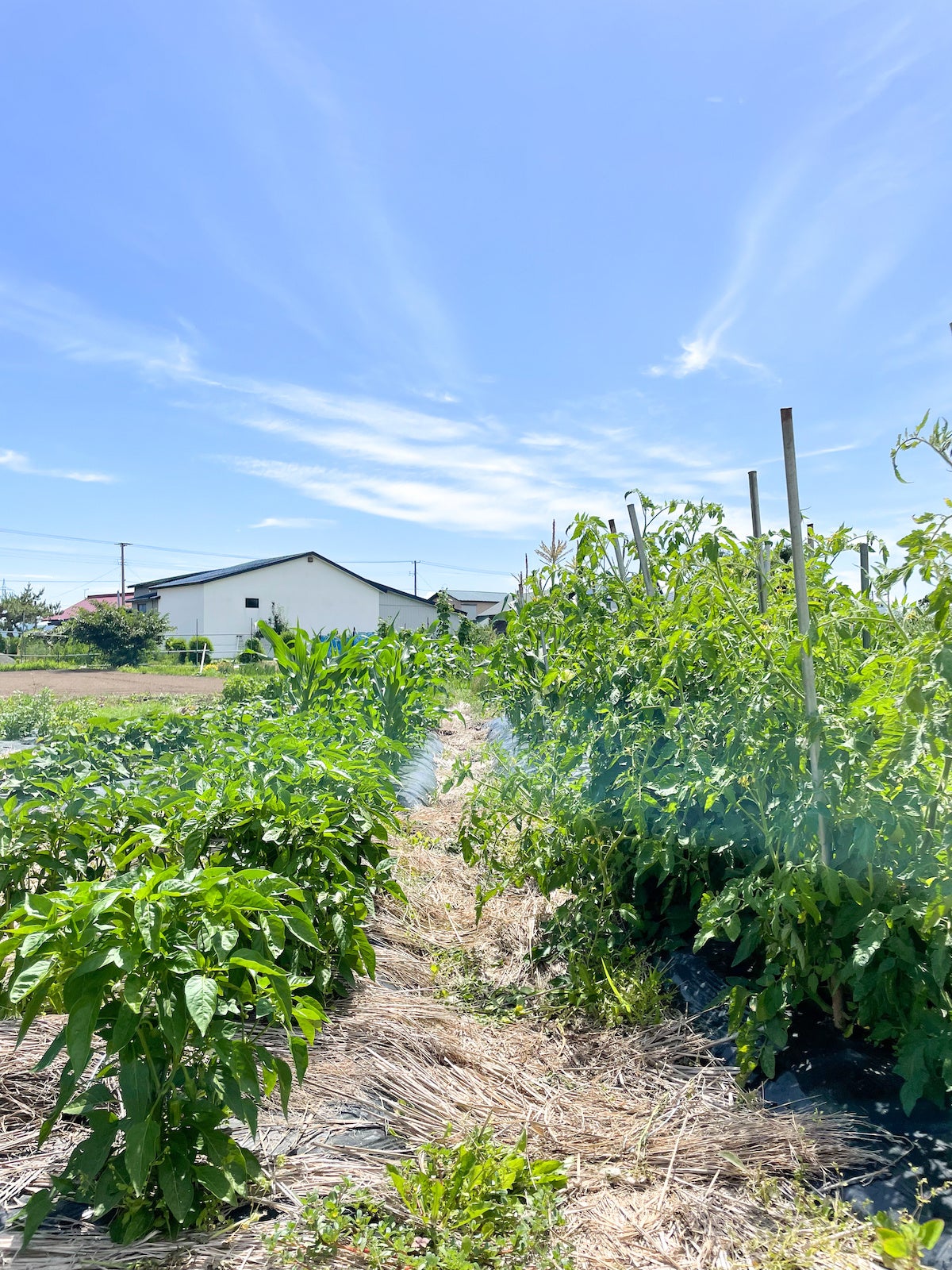 こもる五所川原で運営する畑