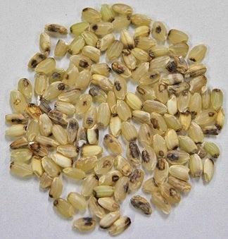 図１．カメムシの吸汁によって発生した斑点米。米粒が部分的に黒や茶褐色に変色してしまう。