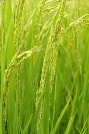 図３．出穂期のイネ。