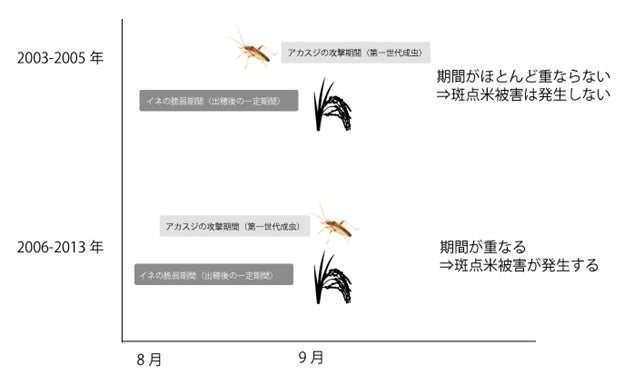 図５．イネの出穂期とアカスジカスミカメ第二世代の成虫期間（イメージ）。