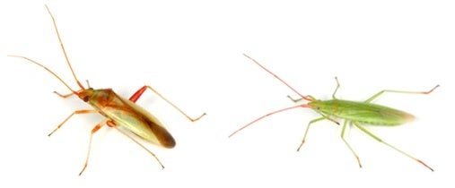 図２．左からアカスジカスミカメ、アカヒゲホソミドリカスミカメ。