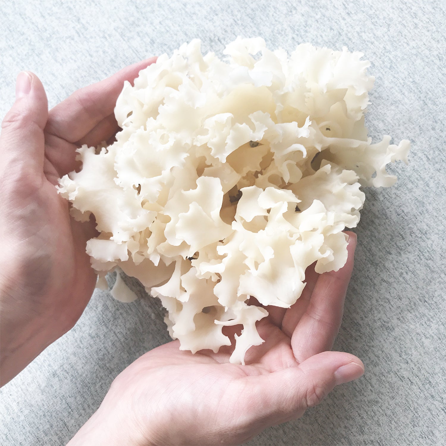 はなびらたけは標高1,000メートル以上の高山で生育し、採取することが困難なため「幻のきのこ」と呼ばれています。見た目は白い花びらのように華やかで、食感が優れ、きのこの中でも栄養素がより多く含まれ免疫機能を促進することから、料理人から高い評価を得ています。