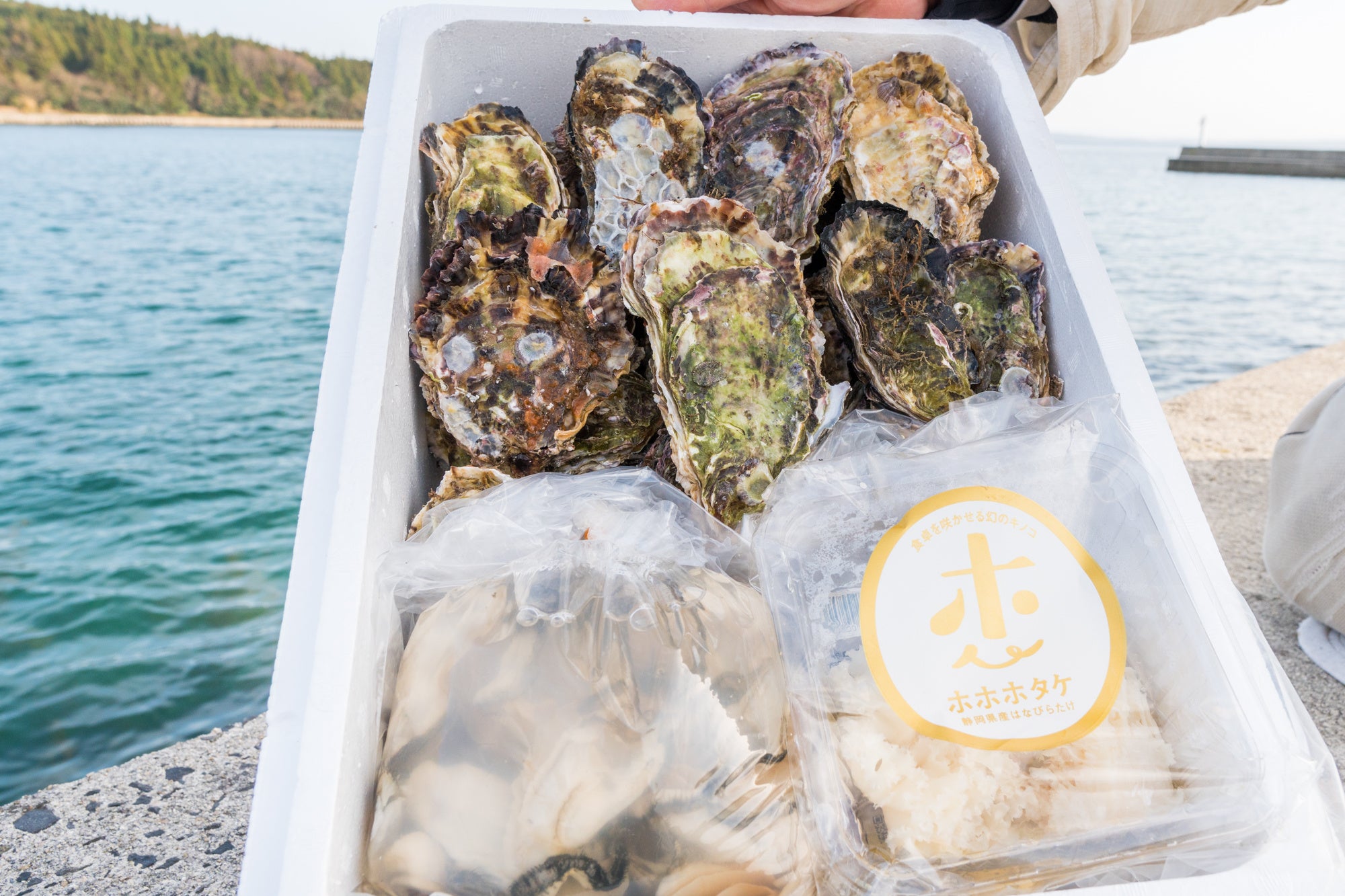 【殻付き＋剥き身牡蠣＋ホホホタケ セット】