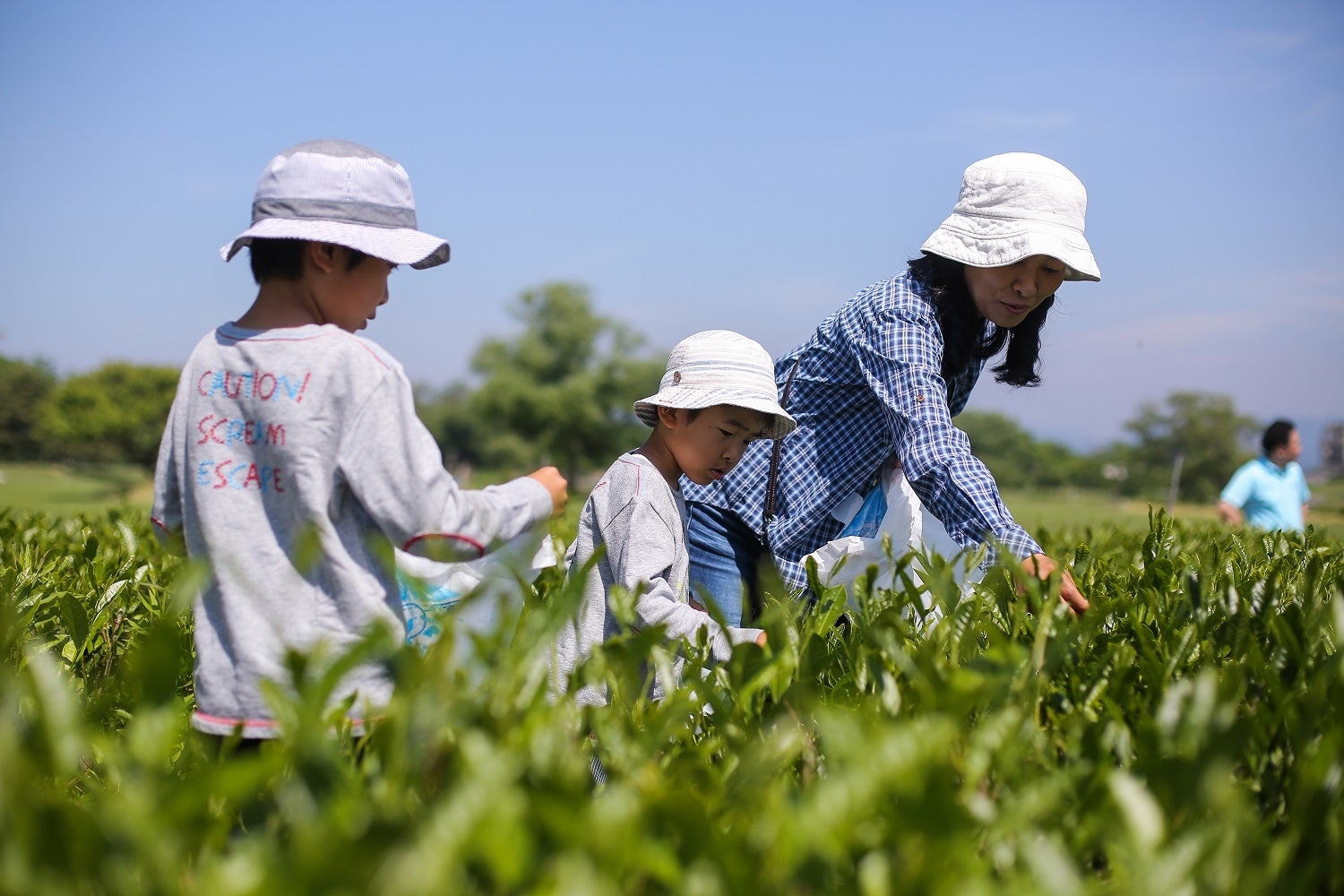 お茶畑に入って、お茶の樹やお茶の葉に触れて、茶園の香りもお楽しみください。