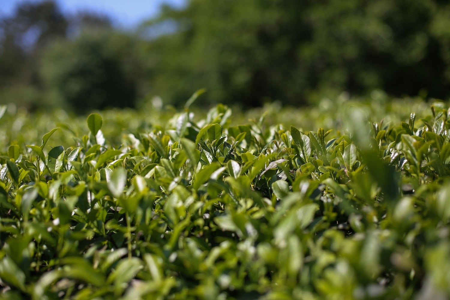 5月は新茶の季節。「村上茶」は上品な甘みが特徴です。