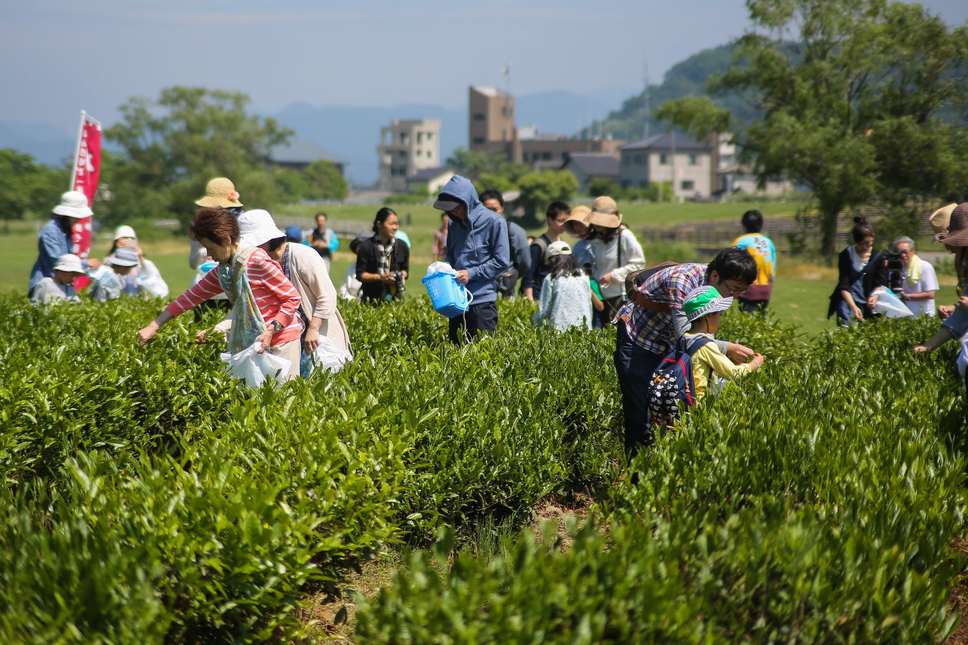「北限の茶処」新潟県村上市で新茶のお茶摘み体験