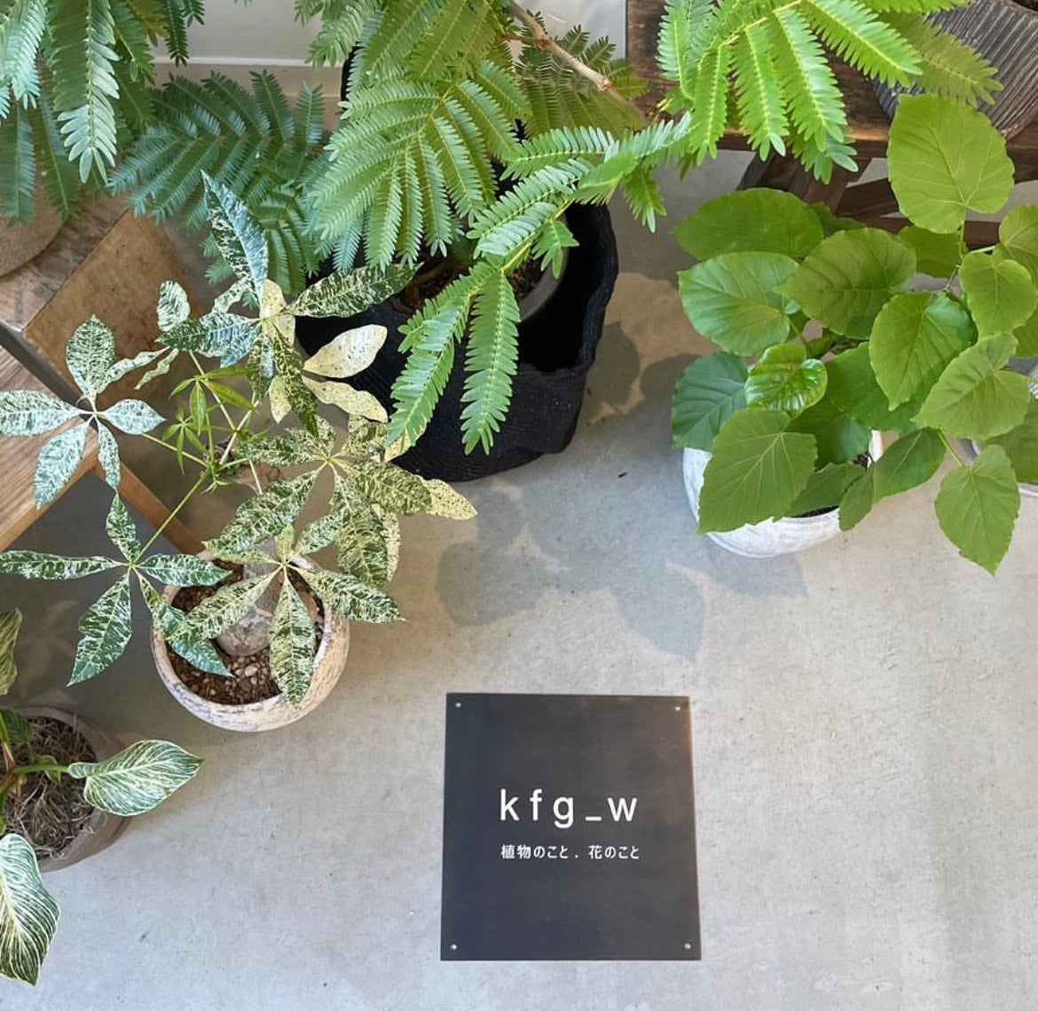 壁面緑化】床から天井まで植物で埋め尽くそう！奥行き20cmスリム×大