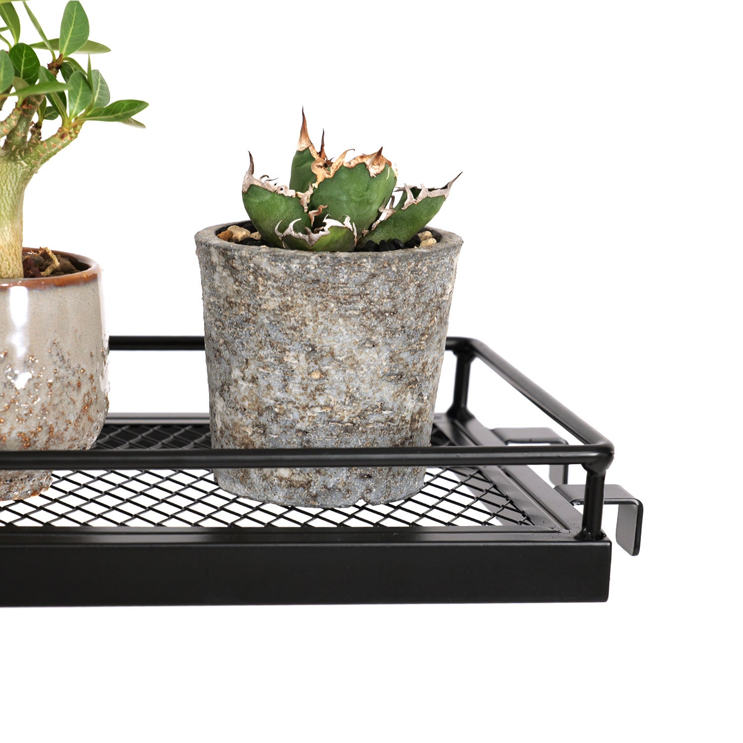 なおちゃん様 多肉植物棚 GAI-702TB追加あり なおちゃん様 多肉植物棚