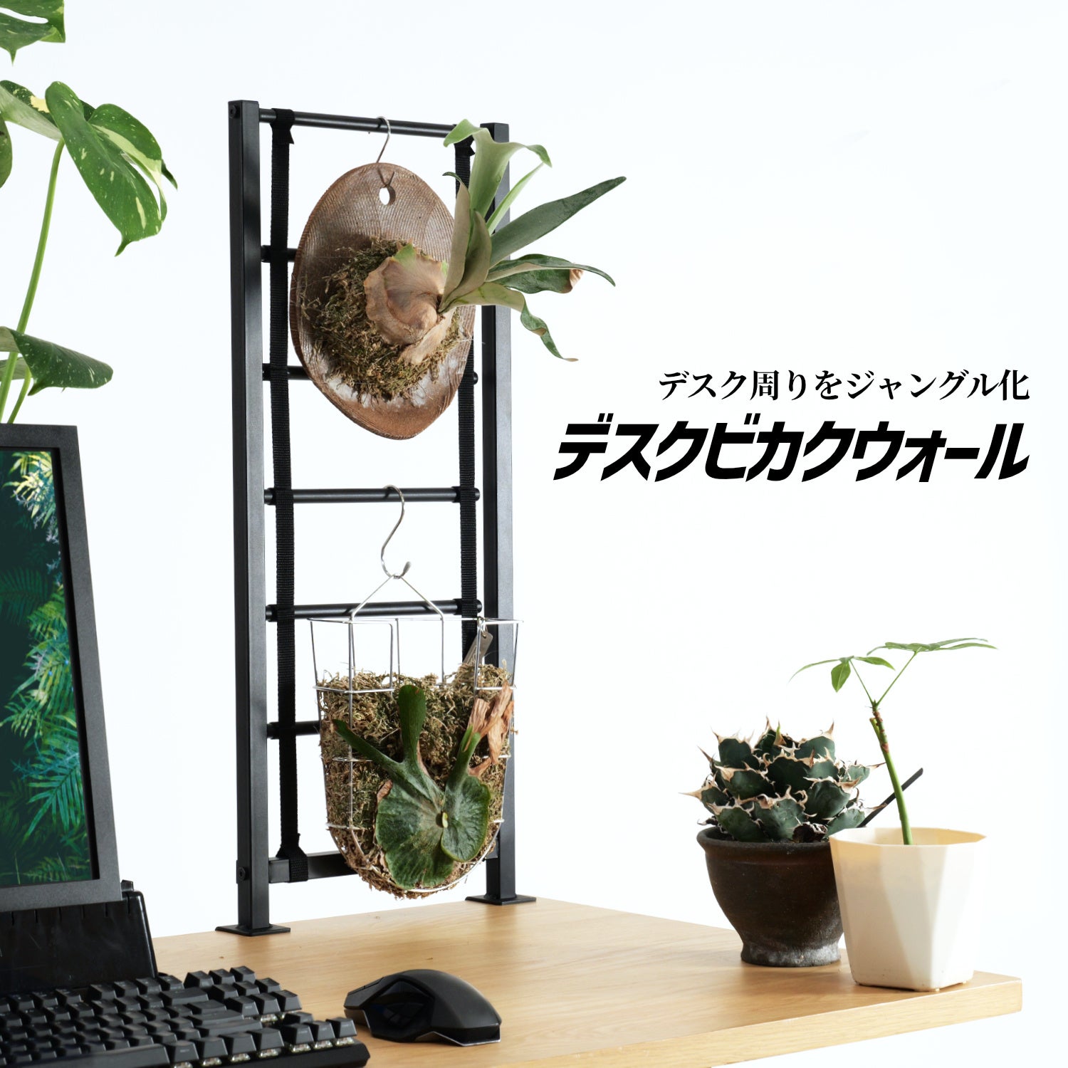 デスクをジャングル化！PC周りをビカクシダの要塞にするクランプ式壁掛け植物パネル発売