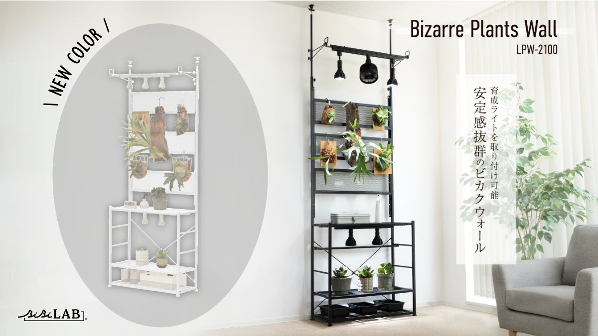 ビカクシダを育てよう】DIYなしでビカクウォールを簡単構築。植物棚 ビカクシダを育てよう】DIYなしでビカクウォールを簡単構築。植物棚