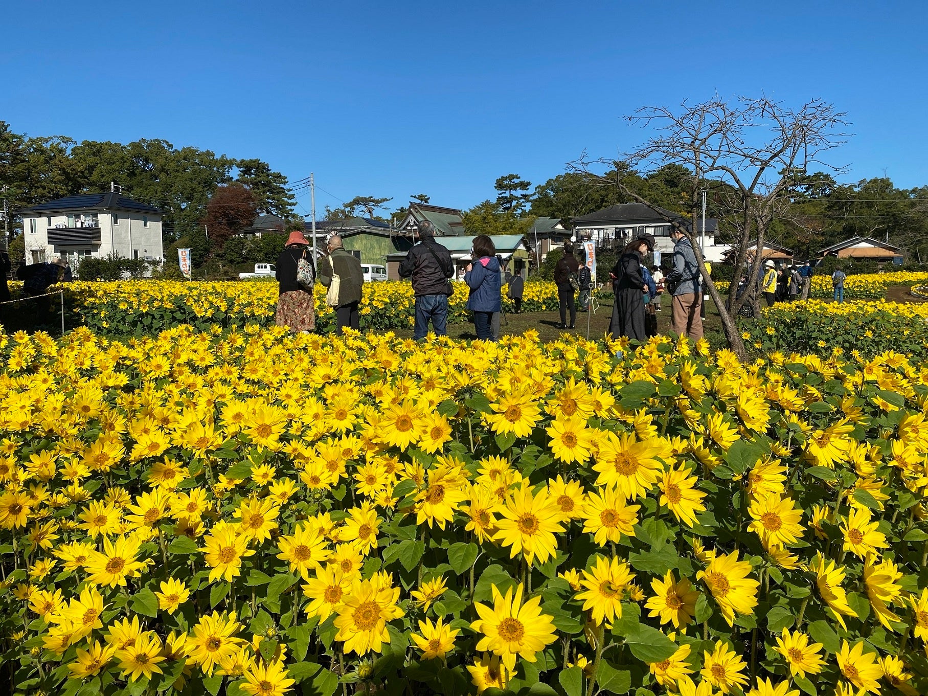 神奈川県寒川町】「さむかわ冬のひまわり」摘みとり体験会を開催します