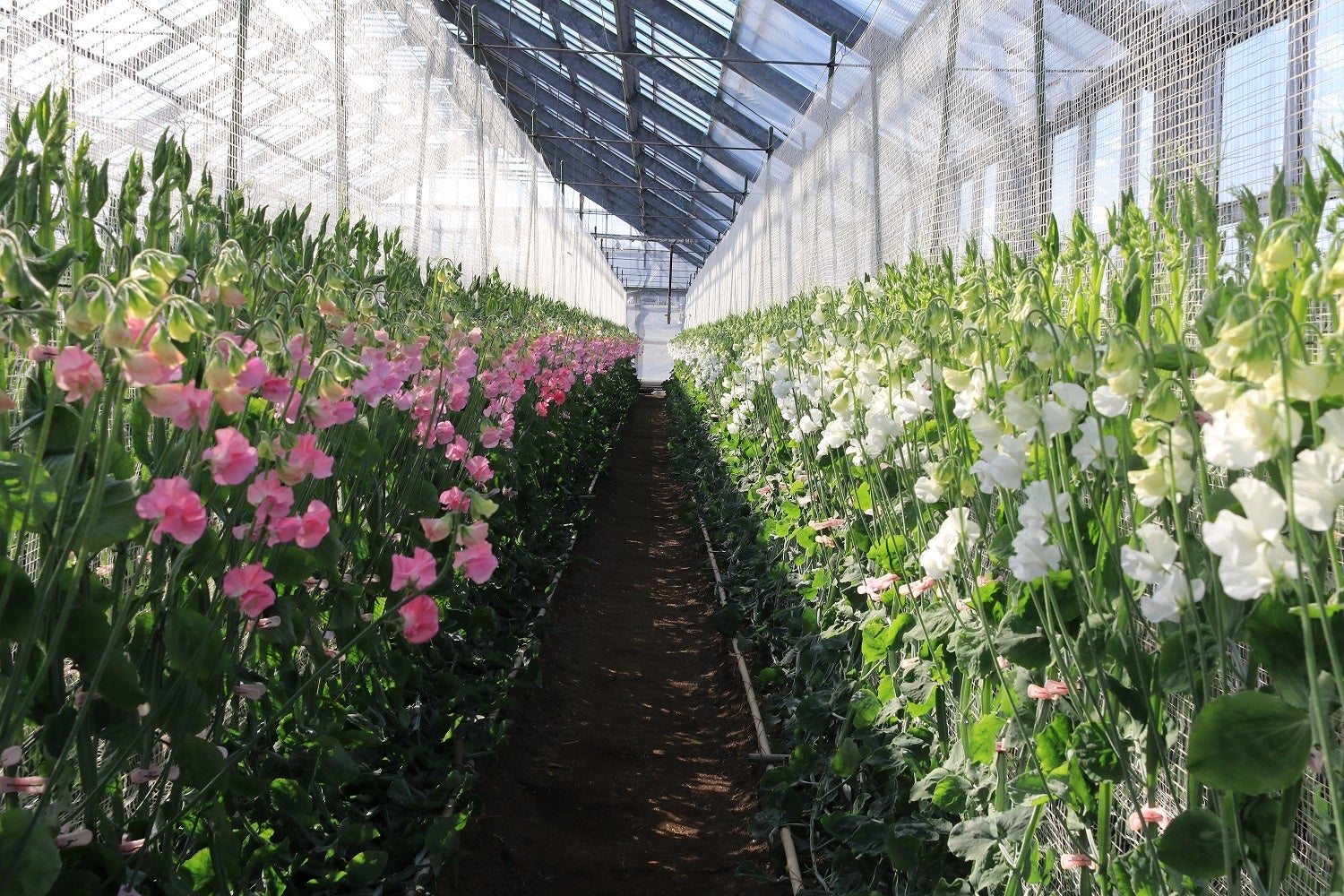 甘い香りが立ち込めている温室