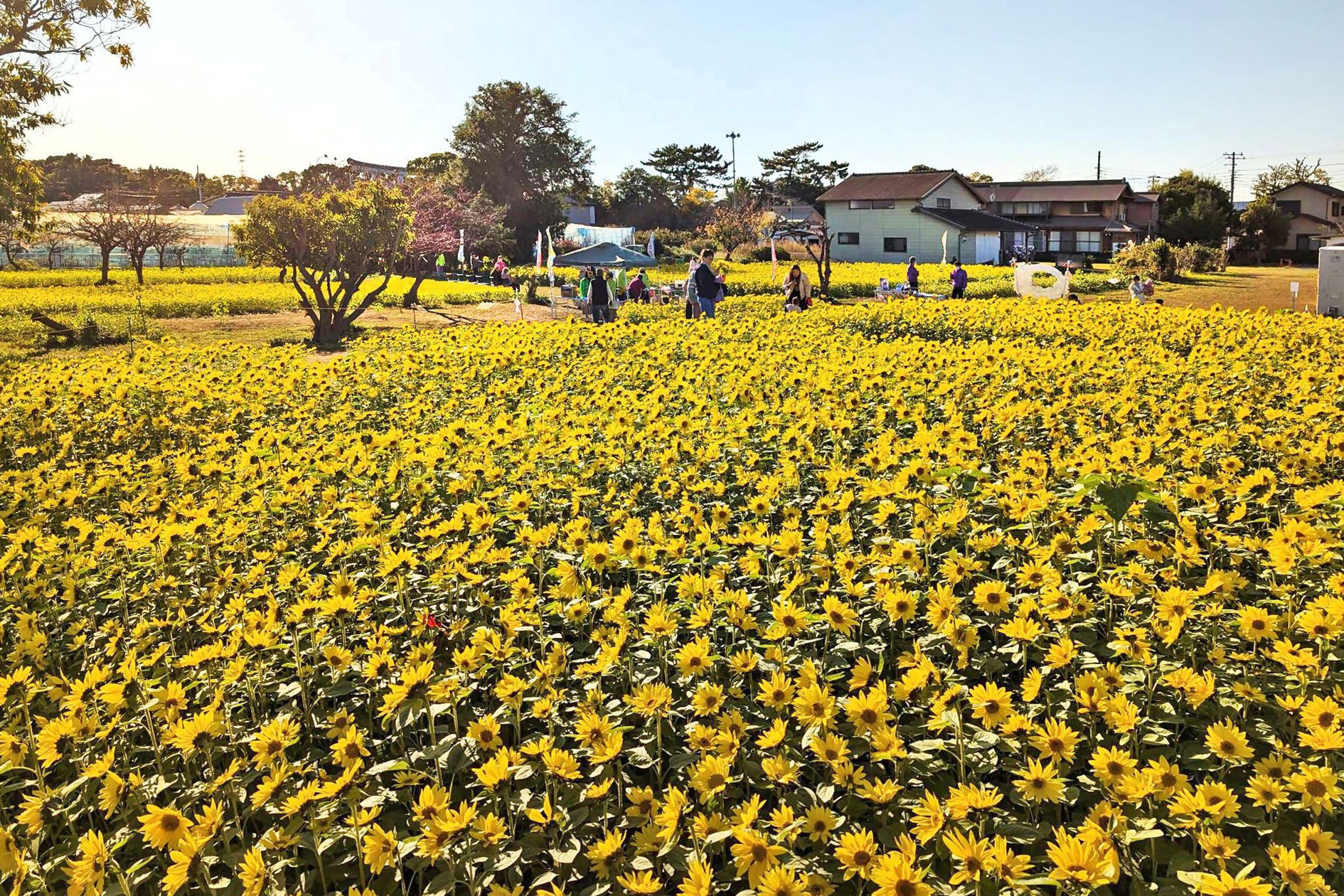 冬のひまわりfestival