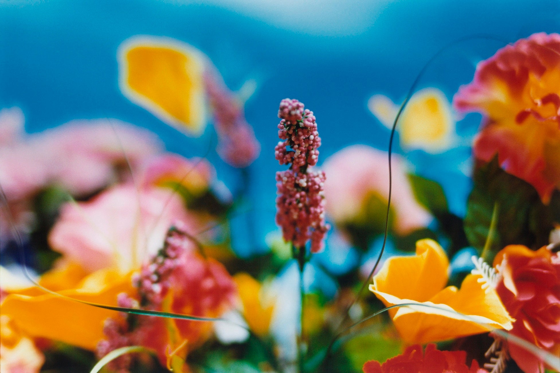 『永遠の花』より ©mika ninagawa, Courtesy of Tomio Koyama Gallery