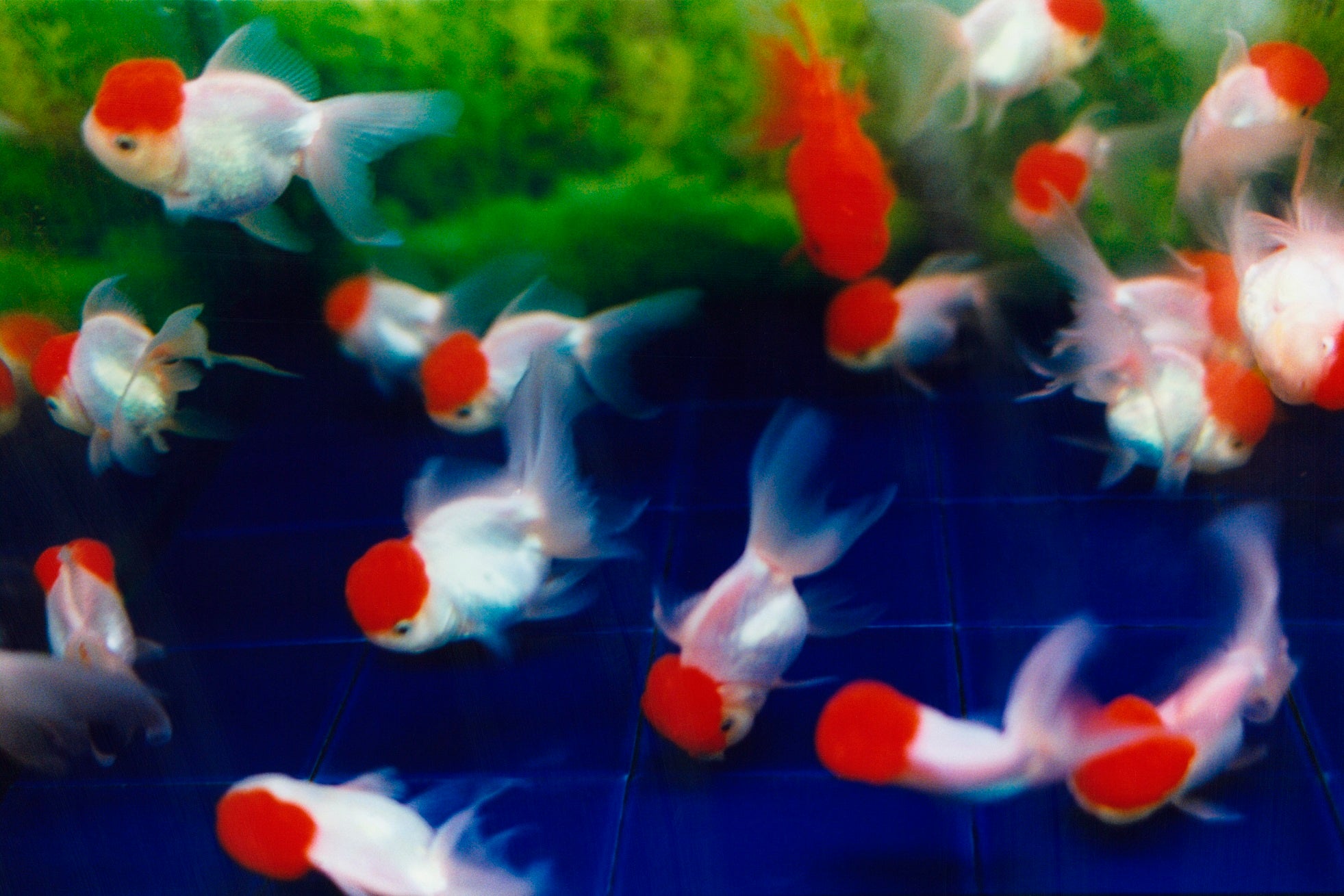 『Liquid Dreams』より ©mika ninagawa, Courtesy of Tomio Koyama Gallery