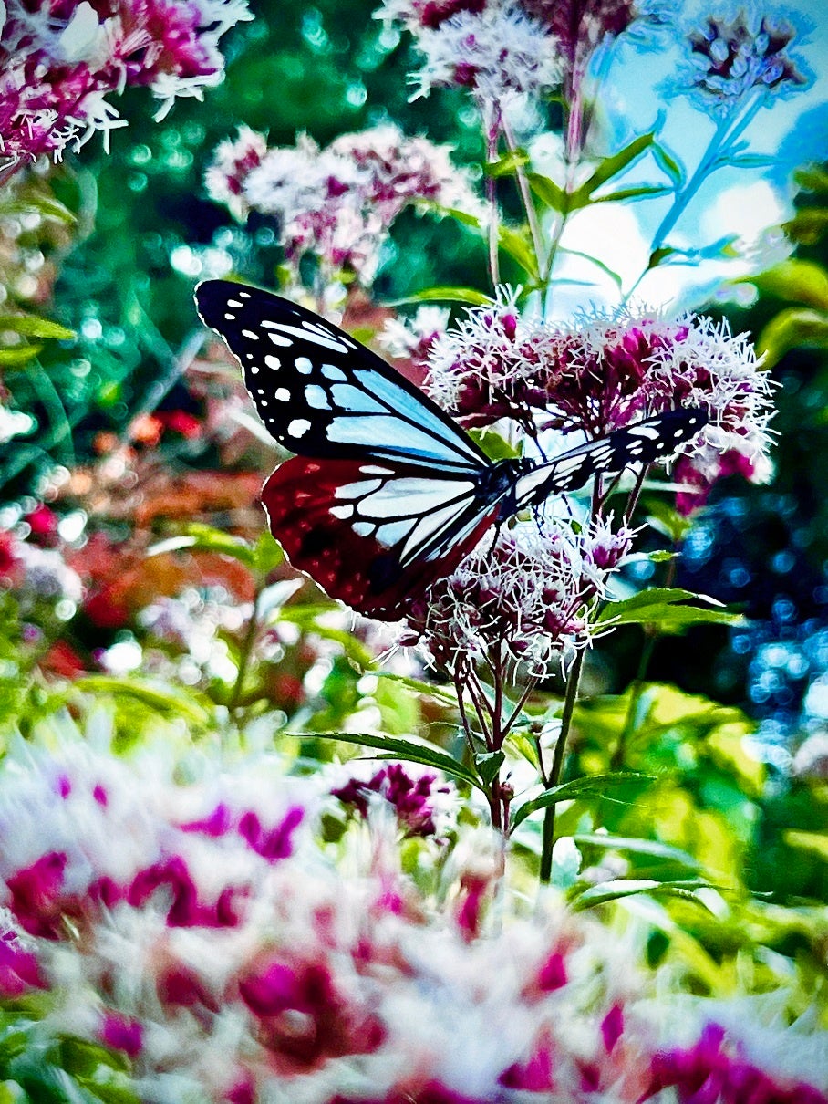 『Butterfly Dream』より ©mika ninagawa, Courtesy of Tomio Koyama Gallery