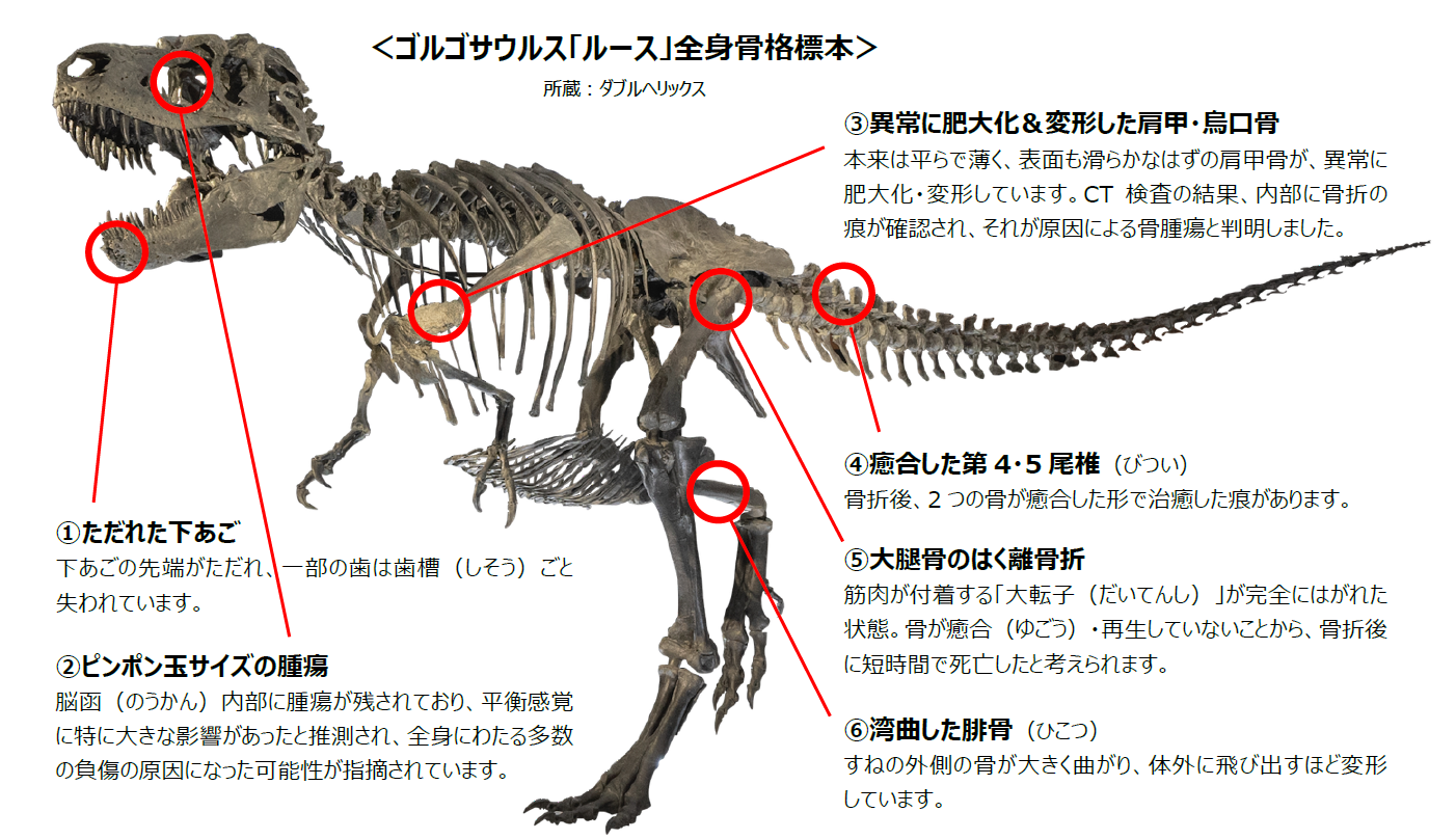 恐竜化石骨格標本獣脚類骨格モデル