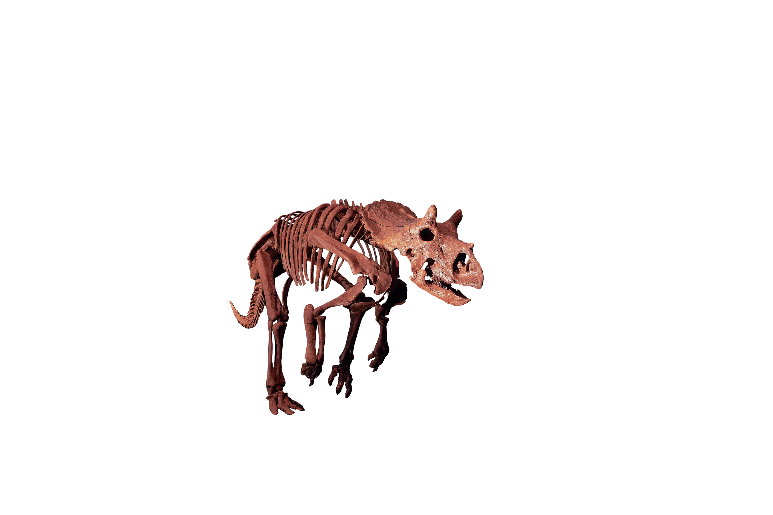 幼体トリケラトプス全身骨格標本