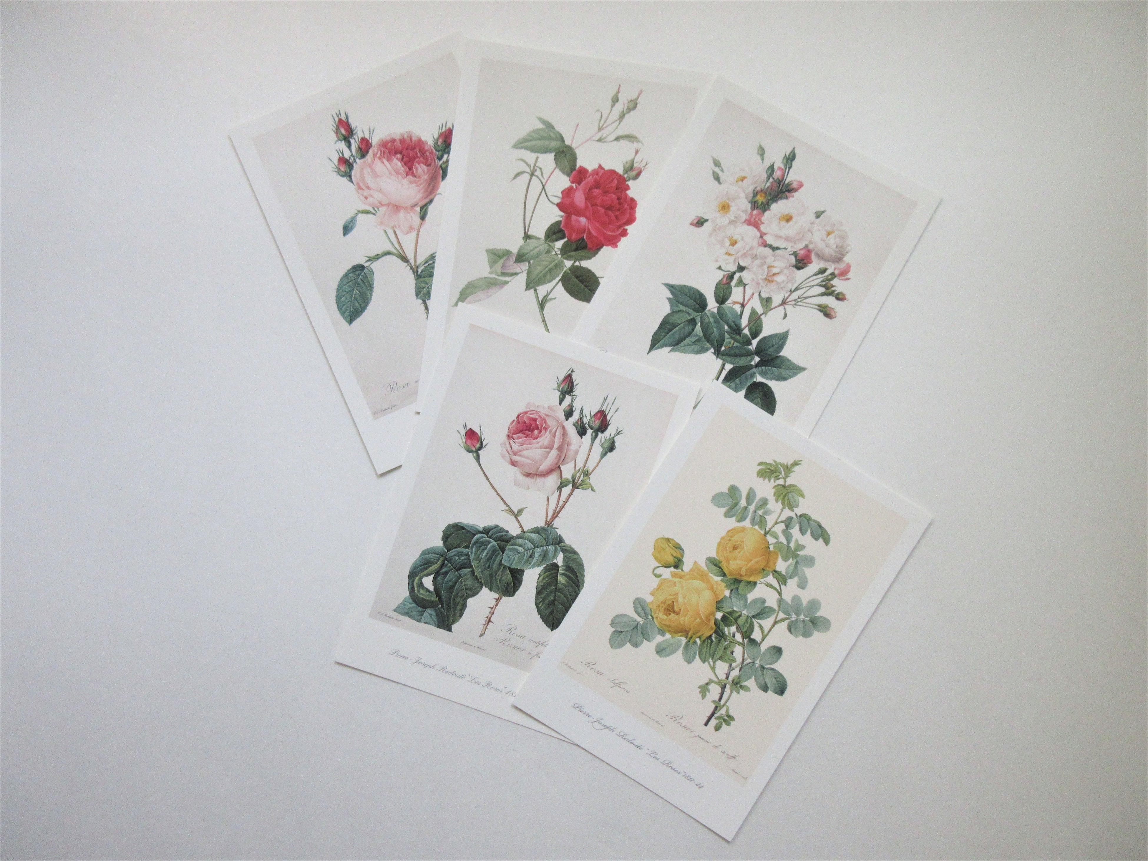 ルドゥーテのバラのポストカード（プレゼントは1枚です）