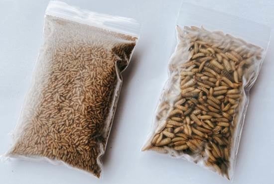 冷凍食用ミズアブ