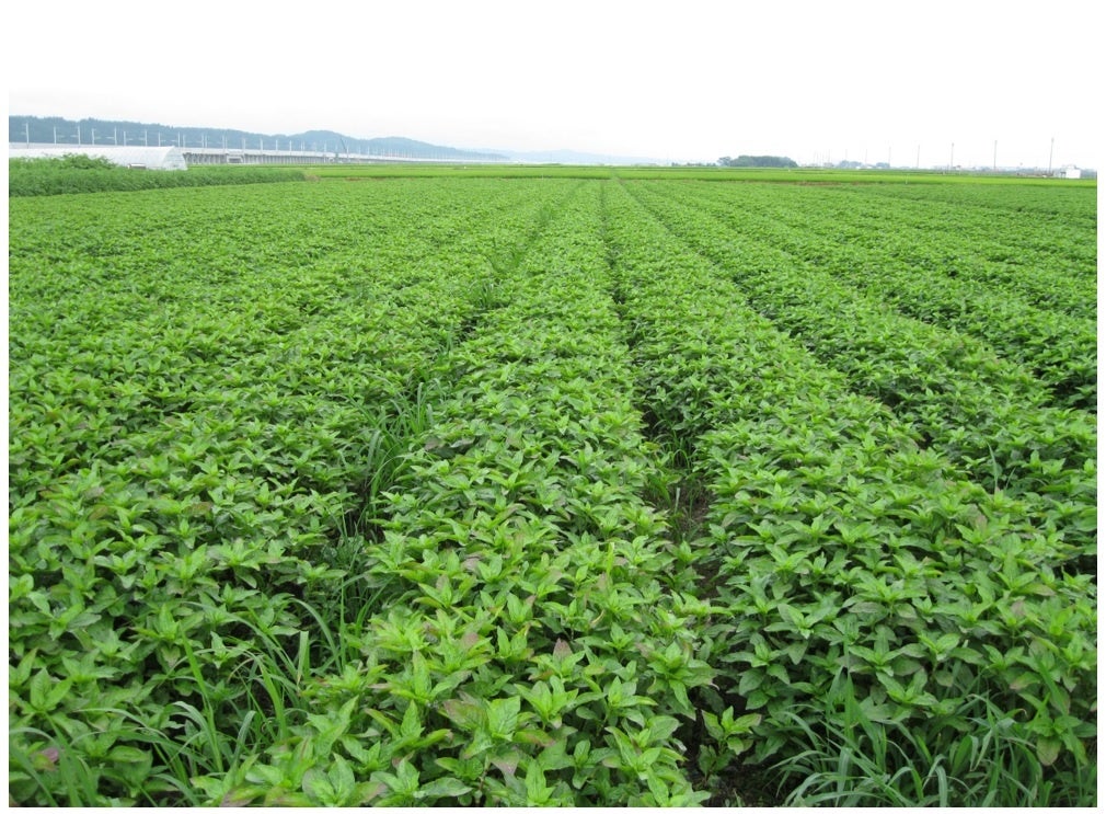 農薬不使用で藍を育てるところから始まった地域ブランド 「あおもり藍」