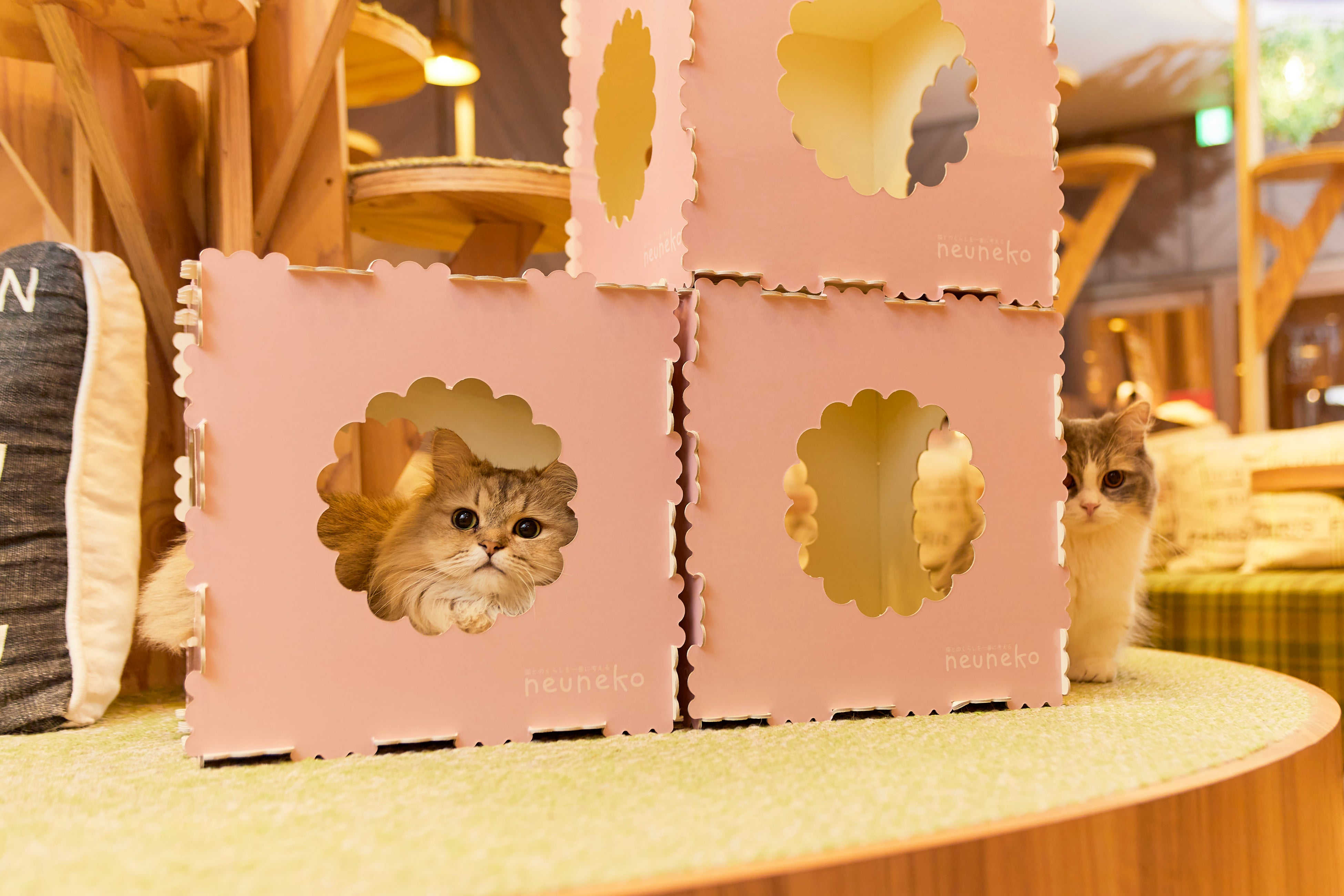 大阪の猫用おもちゃブランド「neuneko」と働く女性向け情報紙