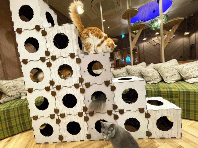 メイドイン大阪、サステナブルな猫用遊具を開発する「neuneko」が日本