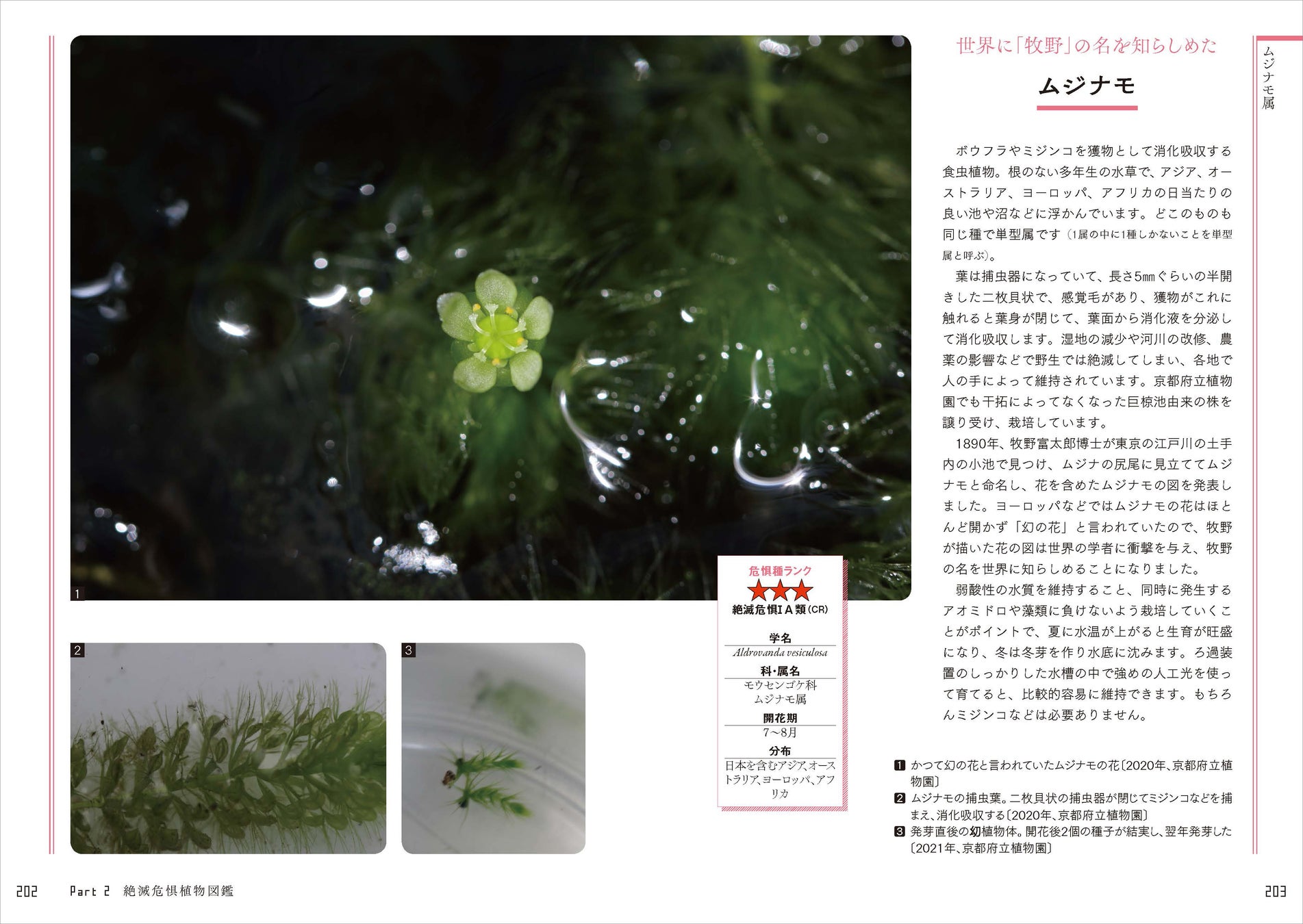 日本の絶滅危惧種の半分以上は植物 好評の植物ガイドブックに第2弾が登場 さらに知っておきたい日本の絶滅危惧 植物図鑑 が発売 株式会社創元社のプレスリリース 日本の絶滅危惧種の半分以上は植物 好評の植物ガイドブックに第2弾が登場 さらに知っておきたい日本の絶滅危惧 植物図鑑 が発売 株式会社創元社のプレスリリース