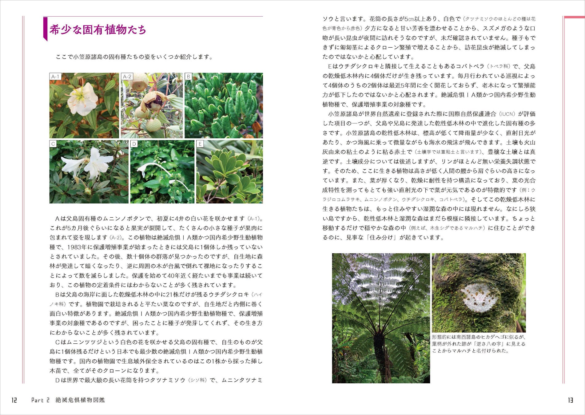 日本の絶滅危惧種の半分以上は植物 好評の植物ガイドブックに第2弾が登場 さらに知っておきたい日本の絶滅危惧植物図鑑 が発売 株式会社創元社のプレスリリース 日本の絶滅危惧種の半分以上は植物 好評の植物ガイドブックに第2弾が登場 さらに知っておきたい日本の絶滅危惧植物図鑑 が発売 株式会社創元社のプレスリリース