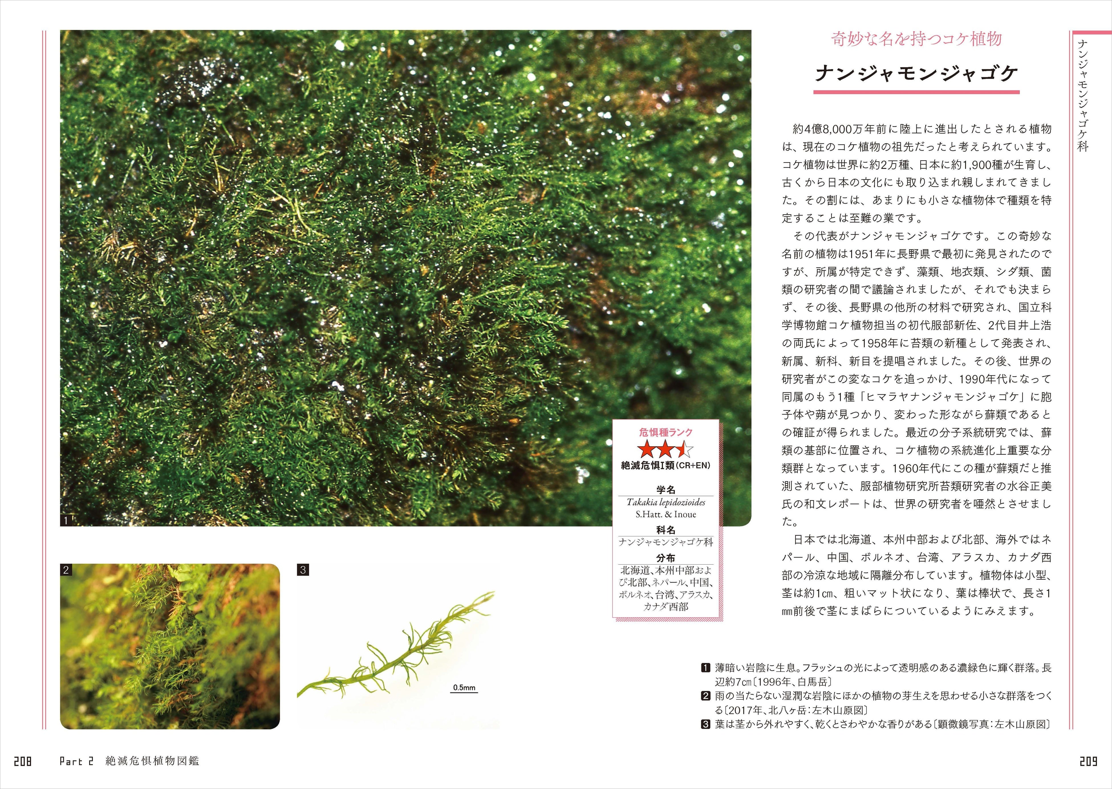 奇妙な名を持つコケ「ナンジャモンジャゴゲ」