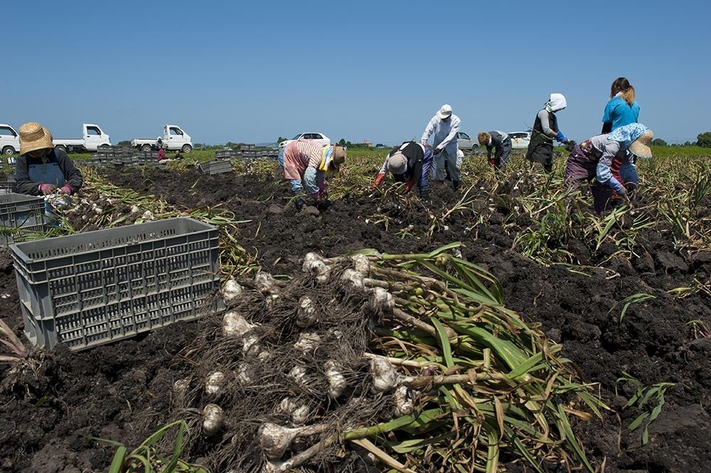 ときわにんにく収穫の様子