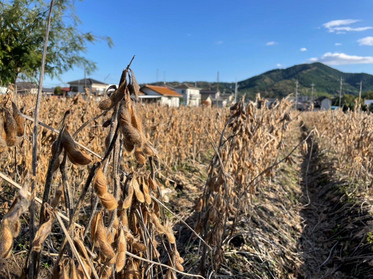 神奈川県産の津久井在来を使用