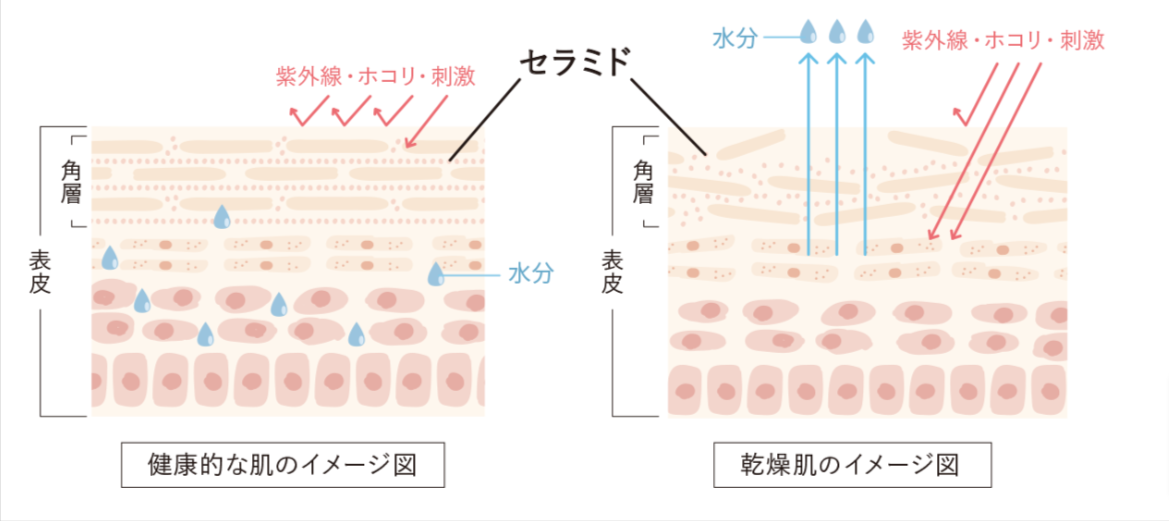 セラミドとは