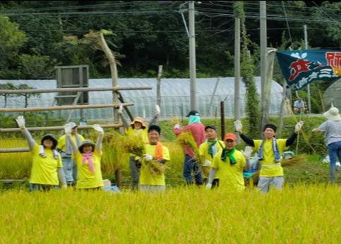 【溶融スラグの肥料を使ったお米の収穫の様子】