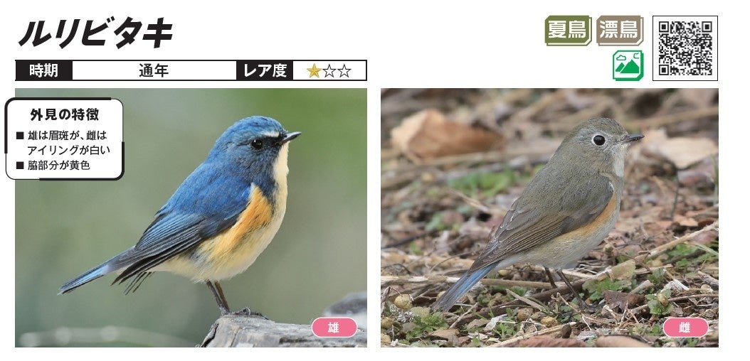 ルビタキの雌は暗めのオリーブ色だが、雄はその名前のとおり美しい瑠璃色の羽を持つ。