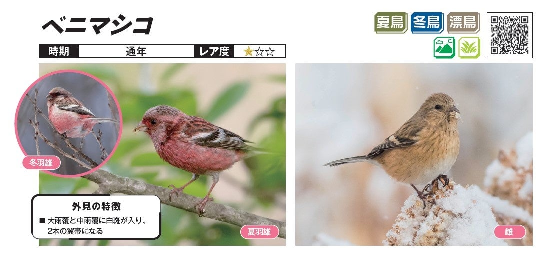 褐色でやや控えめな印象の雌に対し、雄は鮮やかな赤色の衣裳をまとっているベニマシコ。