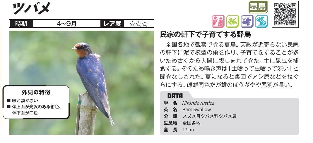 NHK録音集より　季節の小鳥 日本野鳥の会 バードショップオンライン Wild Bird CD 野鳥の声