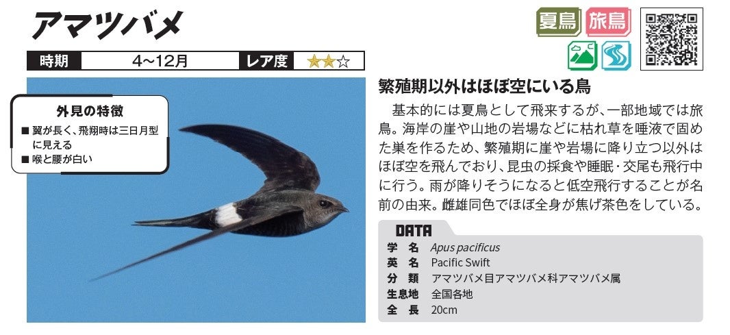 民家の軒先に巣を作るツバメに加え、沿岸部でよく見られ、とっくりを半分に割ったような巣を作るコシアカツバメ、体の上部が黒、下部が白のツートンカラーで尾羽が短めのイワツバメ、雨が降りそうになると低空飛行するこアマツバメを紹介。