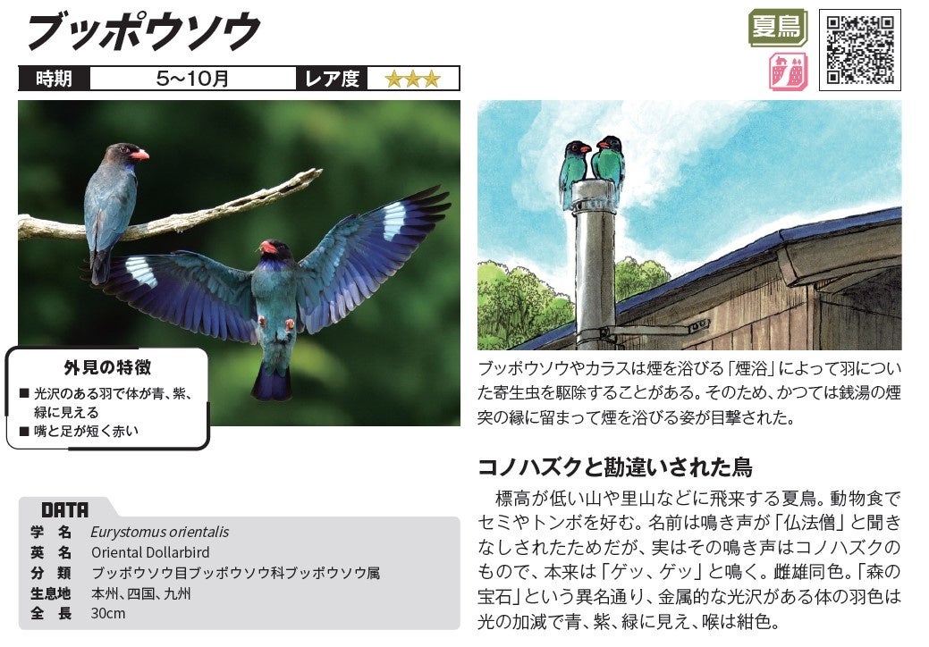 擬人化された色鮮やかなイラストで、鳥の人間味あふれる愉快な生態を知ることができる。