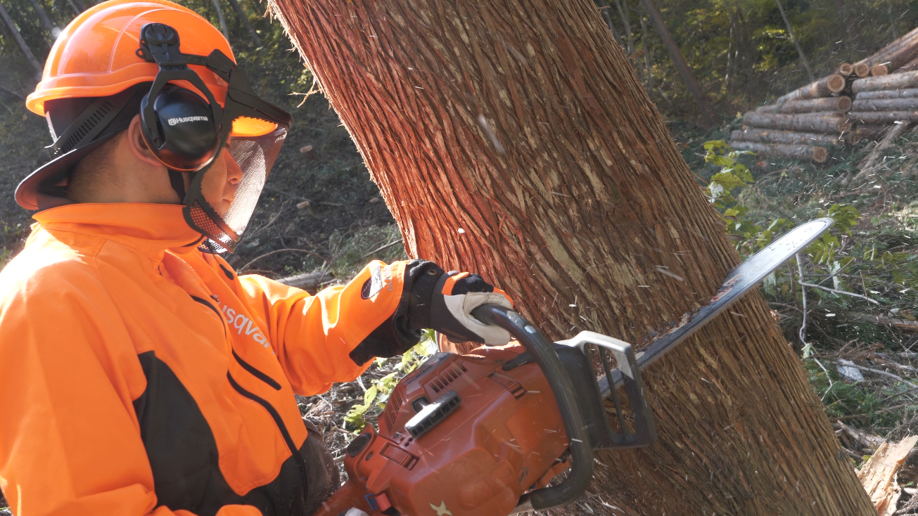 自社林伐採の様子