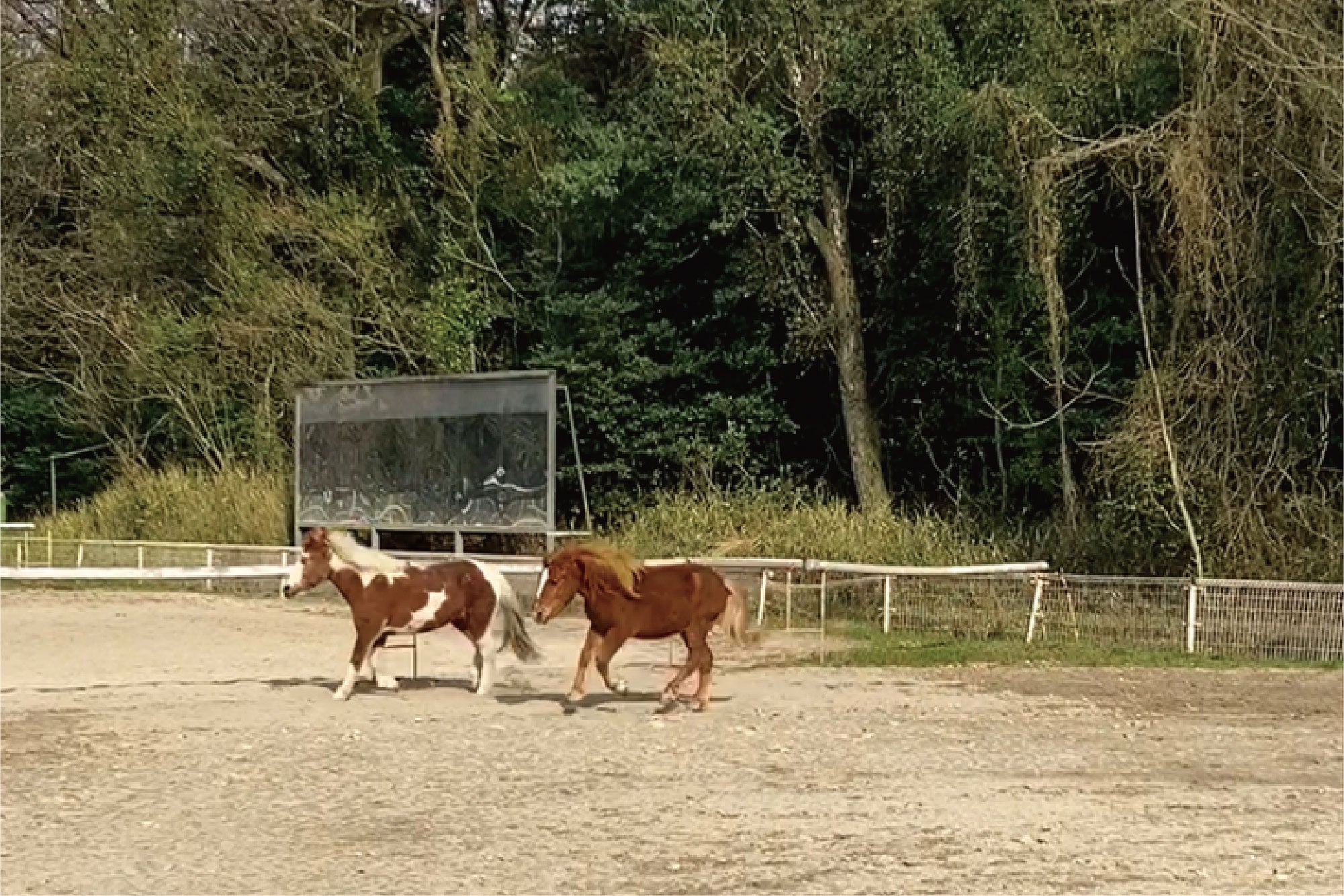 先輩ポニーのフレンズと仲良く運動するポニー