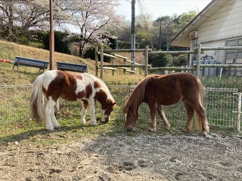 先輩ポニーのフレンズと仲良く過ごすポニー