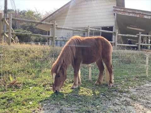 新たに仲間入りしたポニー