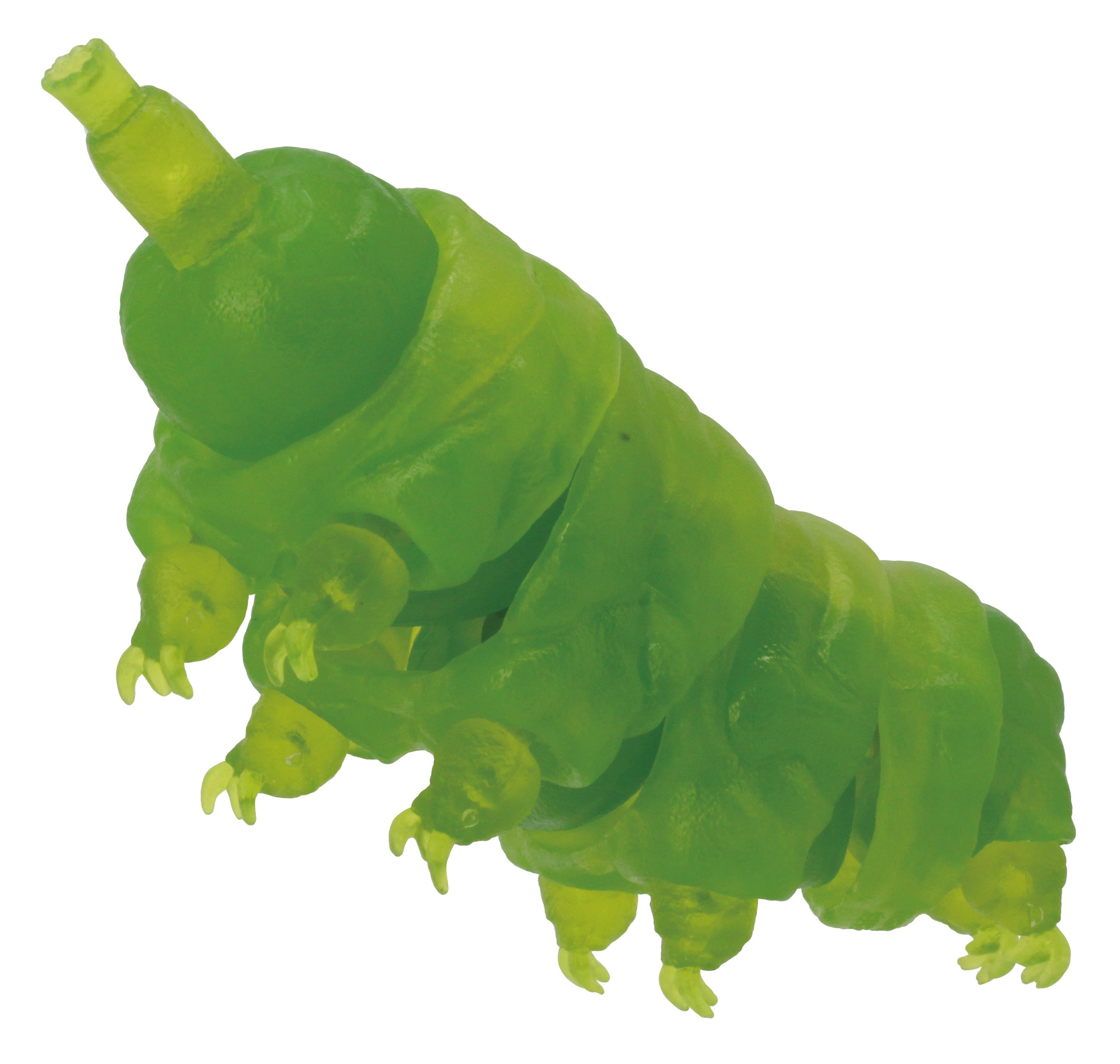 クマムシ（透明緑色／捕食版）