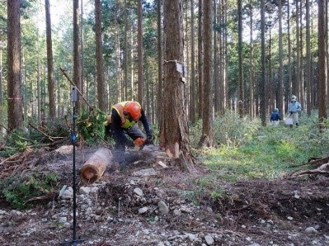3名の伐採職人により伐採が行われた