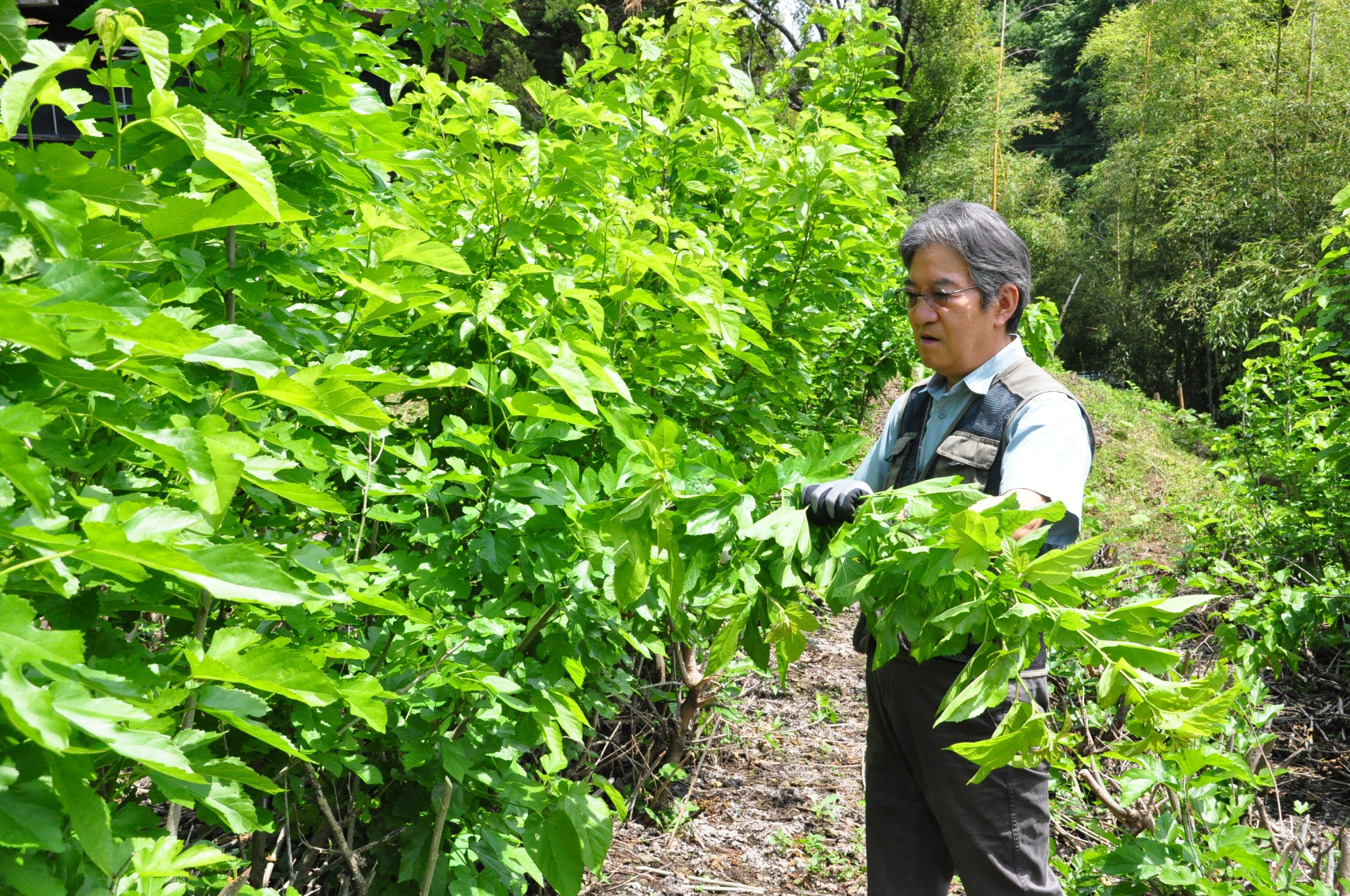 諏訪地方・茅野市の養蚕農家