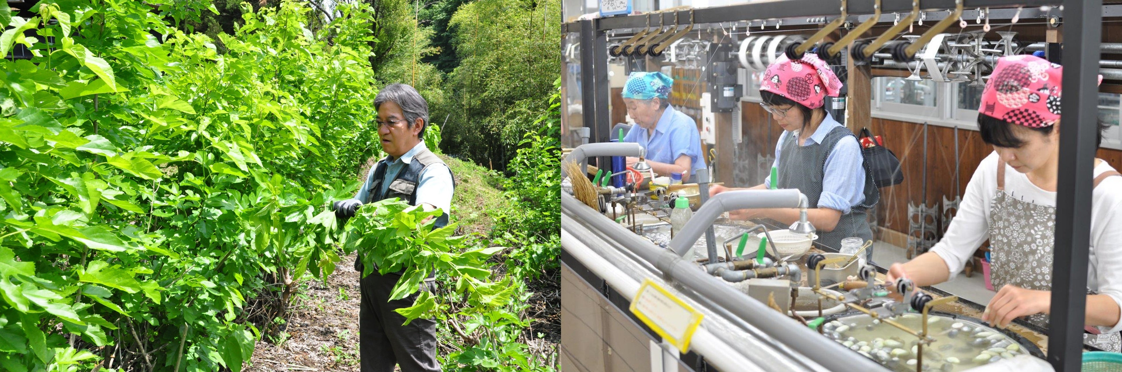 諏訪地方・茅野市の養蚕農家（左）と宮坂製糸所（岡谷蚕糸博物館内）の糸繰りの様子（右）